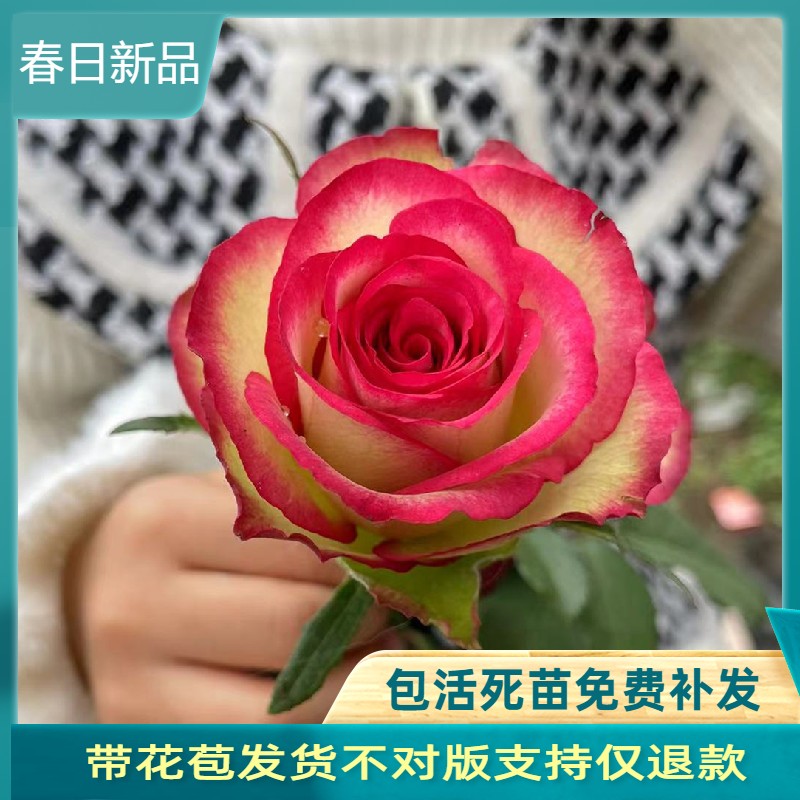 梦露切花玫瑰大花直立型灌木月季