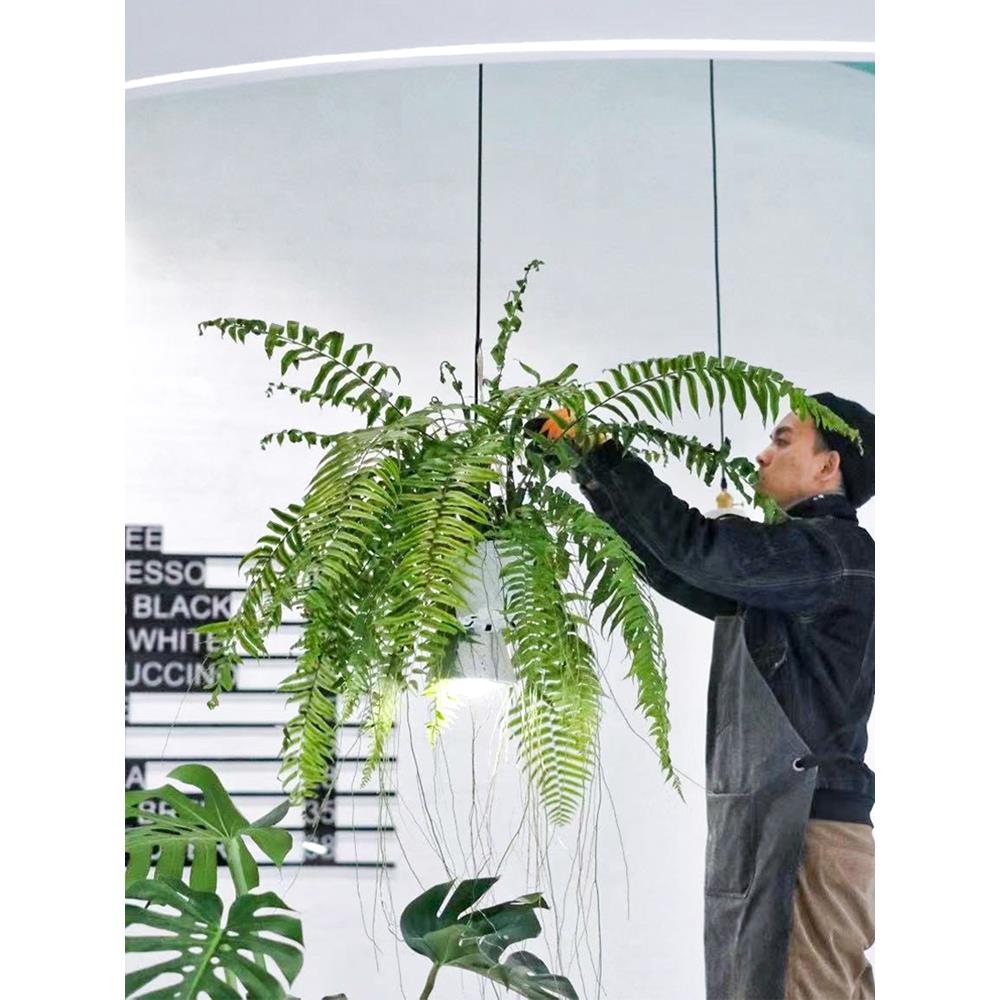 霸王蕨波斯顿蕨客厅阳台蕨类观叶垂吊植物绿植盆栽吊兰长叶肾蕨