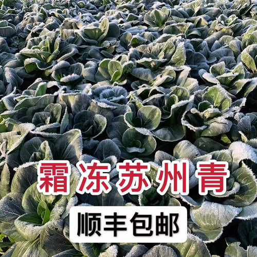 农家自种苏州青霜冻青菜新鲜现摘