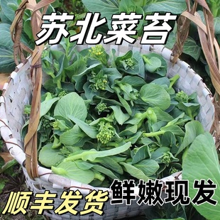 顺丰苏北霜冻青菜苔新鲜菜心绿色苏州青上海青菜头当季蔬菜油菜苔