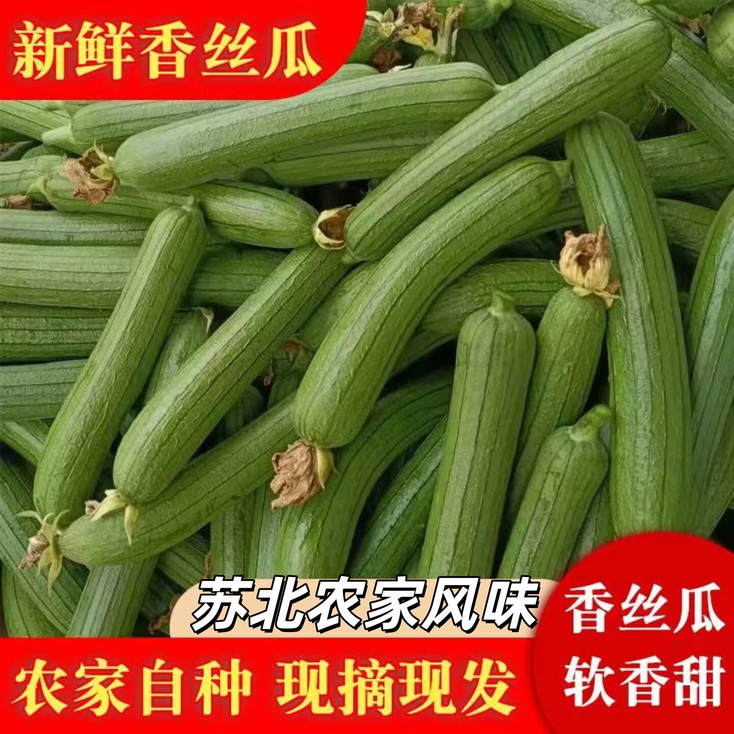 苏北丝瓜新鲜蔬菜短肉丝瓜本地香丝瓜时令当季油丝瓜非广东白玉瓜