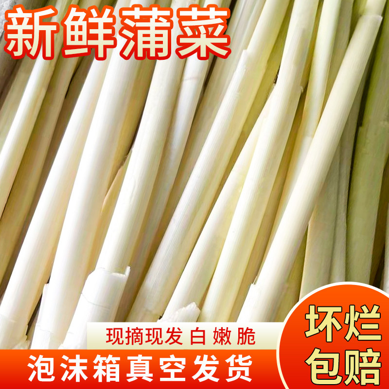 淮安特产蒲菜新鲜蔬菜苏北农家现摘真空发货时令野菜蒲儿菜野茭白