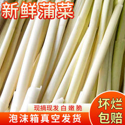 淮安特产蒲菜新鲜蔬菜苏北农家现摘真空发货时令野菜蒲儿菜野茭白