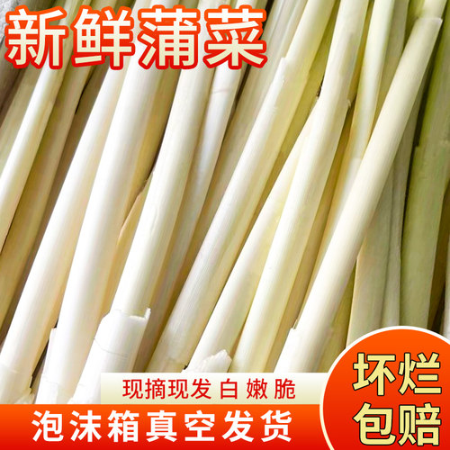 苏北农家蒲菜新鲜蔬菜现摘真空装