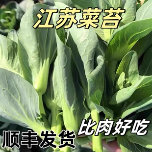 顺丰菜苔苏北青菜新鲜霜冻甜糯菜头菜心露天农家蔬菜油菜现摘菜花