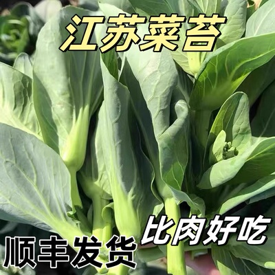 顺丰苏北露天霜冻甜糯菜苔