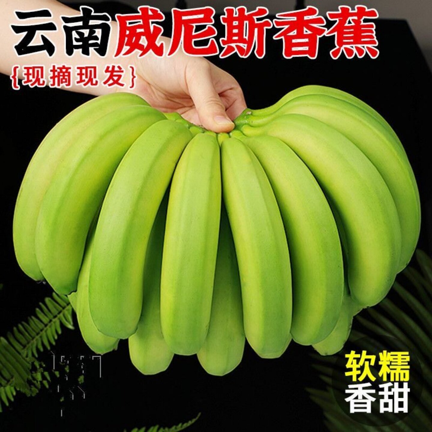 香蕉威尼斯云南高山绿皮甜香蕉自然熟正宗商品大芭蕉威廉斯芝麻蕉