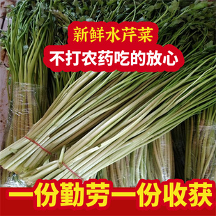 水芹菜新鲜苏北品质时令蔬菜农家菜现摘现发江苏无节少见水菜水芹