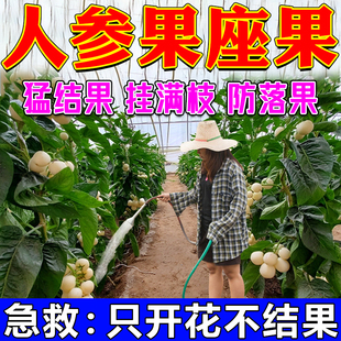 人参果授粉药坐果精点花剂保花保果防落果增产增收人参果专用肥料