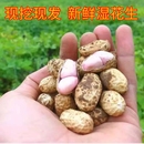 红皮农家自种现挖现发带壳带泥湿花生 2025年新鲜粉皮湿花生5斤装