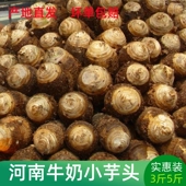 河南牛奶小芋头仔山东大芋头苗种洋荔浦芋艿子老品种旱地芋头种籽