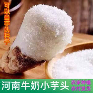 河南牛奶小芋头特级山东大芋头苗种洋荔浦芋艿子老品种旱地芋头种