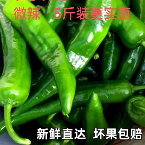 26年新鲜蔬菜青辣椒露天现采摘
