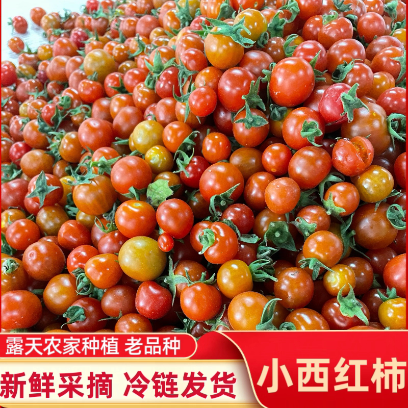 2026酸小番茄贵州丹寨本地农家新鲜小西红柿毛辣果当季番茄包邮