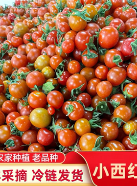 2026酸小番茄贵州丹寨本地农家新鲜小西红柿毛辣果当季番茄包邮