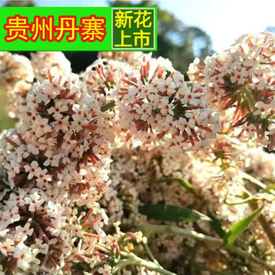 丹寨密蒙花黄饭花野生染色糯米花