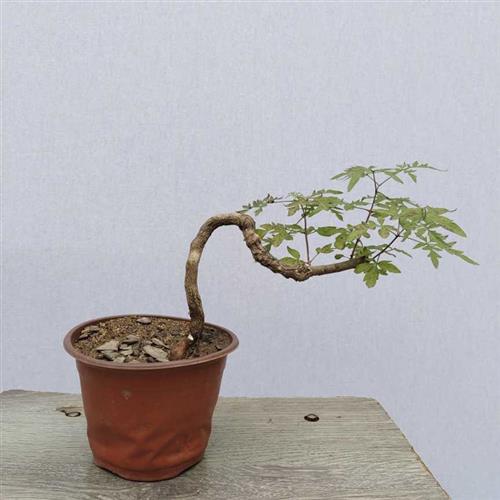 小叶黄荆老桩荆条疙瘩盆景自然扭曲造型