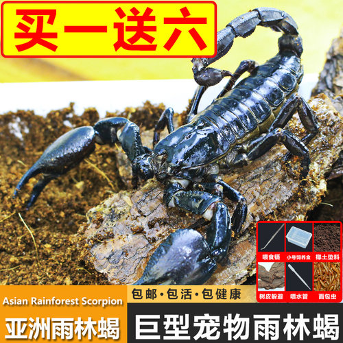 亚洲巨型无毒雨林蝎蝎超大宠物黑蝎子活体温顺繁殖组蜘蛛爬宠
