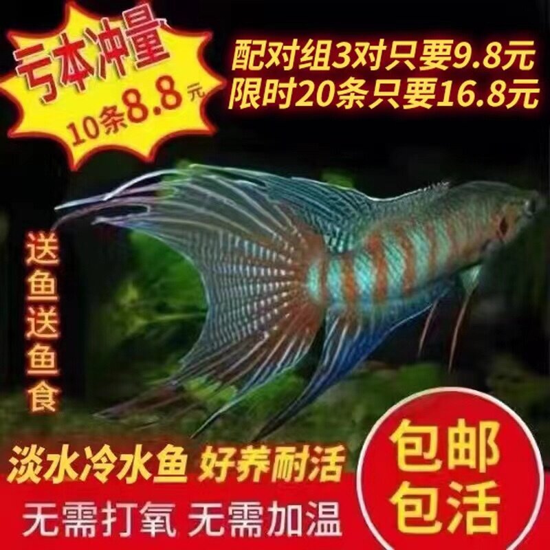 中国斗鱼活鱼普叉不换水观赏鱼花手巾旁皮婆好耐养的淡冷水金鱼苗图片