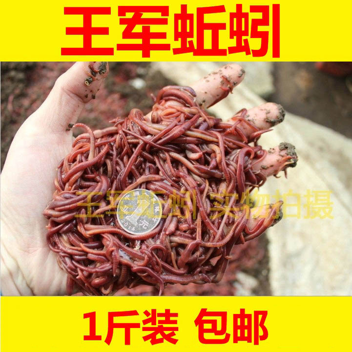 包邮散装盒装红蚯蚓1斤活体 饵台钓饵