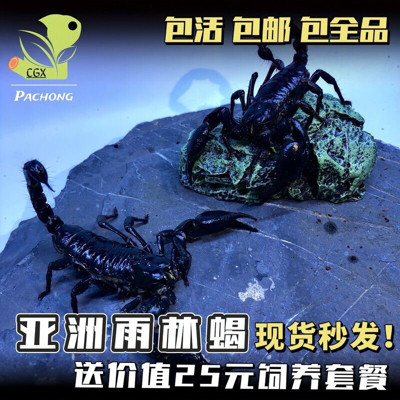 亚洲雨林蝎超大宠物黑蝎子活体 蝎类