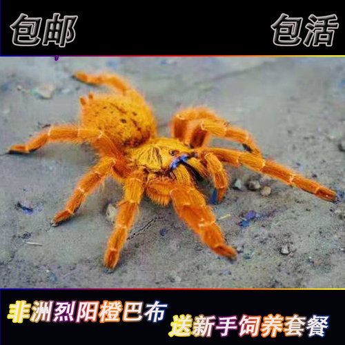 好养非洲橙巴布C8烈阳橙巴布2-9CM宠物蜘蛛活体捕鸟蛛凶猛金黄色
