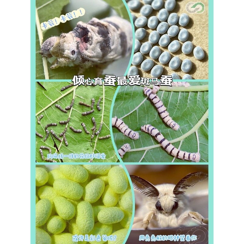稀有蚕宝宝珍稀蚕卵宠物蚕观赏蚕黑虎蚕斑马蚕彩色蚕花纹蚕大蚕种
