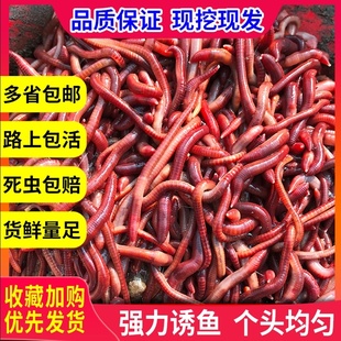 蚯蚓活饵大号包邮散装盒装 红蚯蚓 饵料 鱼饵 钓鱼 大平二号种苗