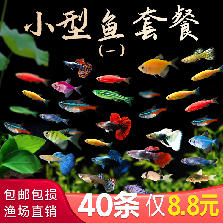 小型热带观赏活鱼斑马鱼孔雀鱼红绿灯科天使神仙金鱼淡水好养小鱼