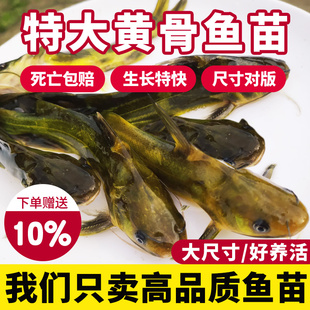 黄骨鱼苗黄辣丁黄颡鱼昂刺黄鸭叫三角峰重庆本地鱼苗淡水养殖食用