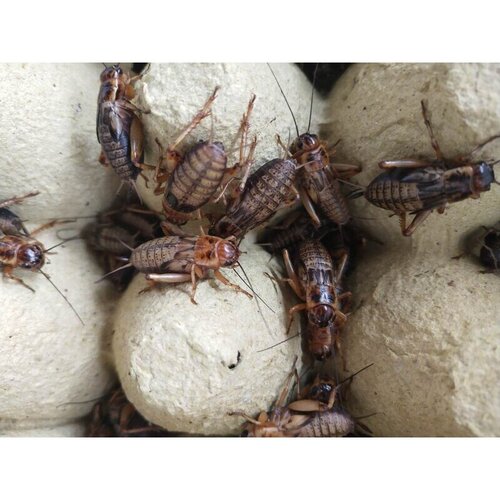 油葫芦蛐蛐 蟋蟀 活体饲料 养殖场直发现货 爬虫鸟龟守宫食物