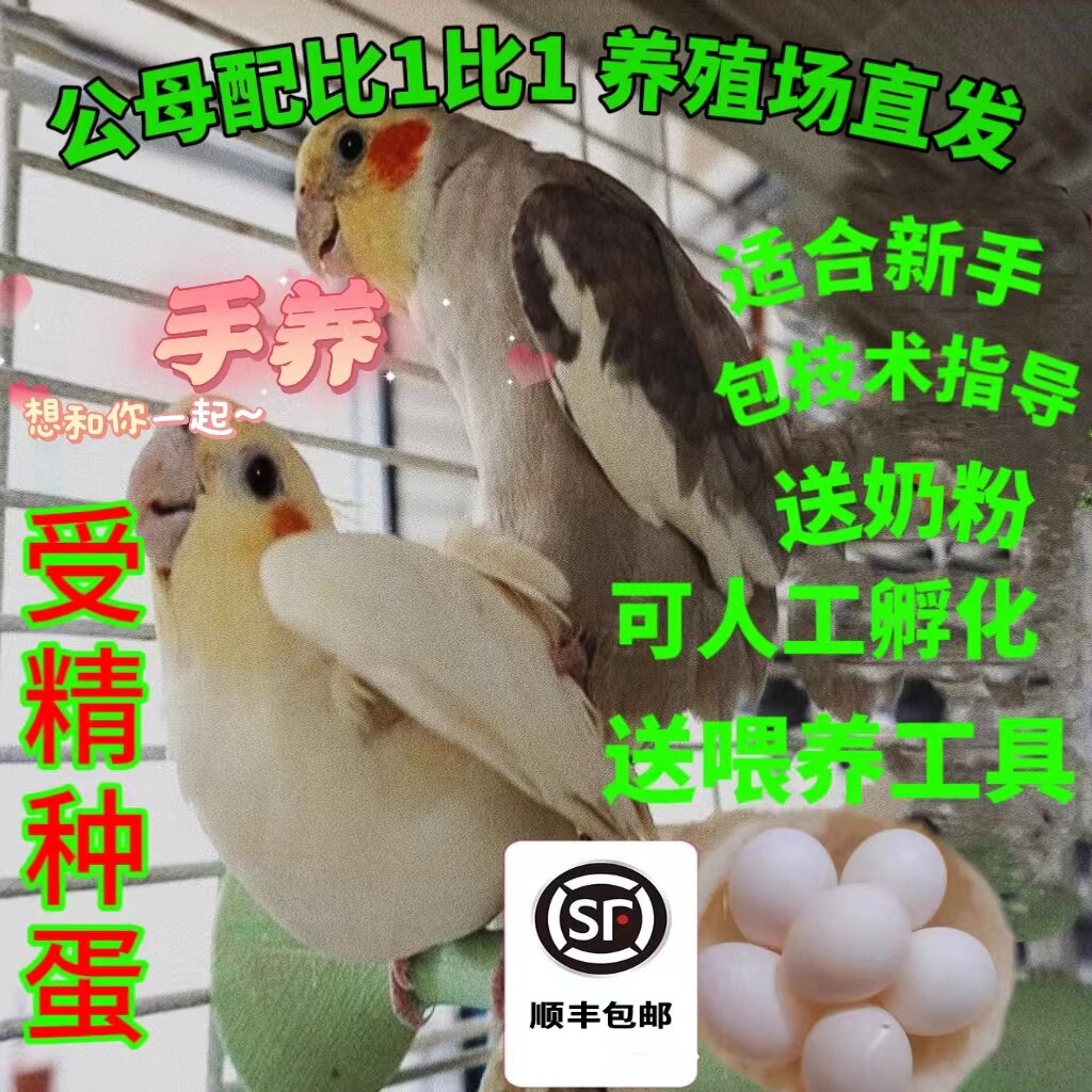 玄凤鹦鹉受精蛋宠物鸟蛋网红种蛋鸟