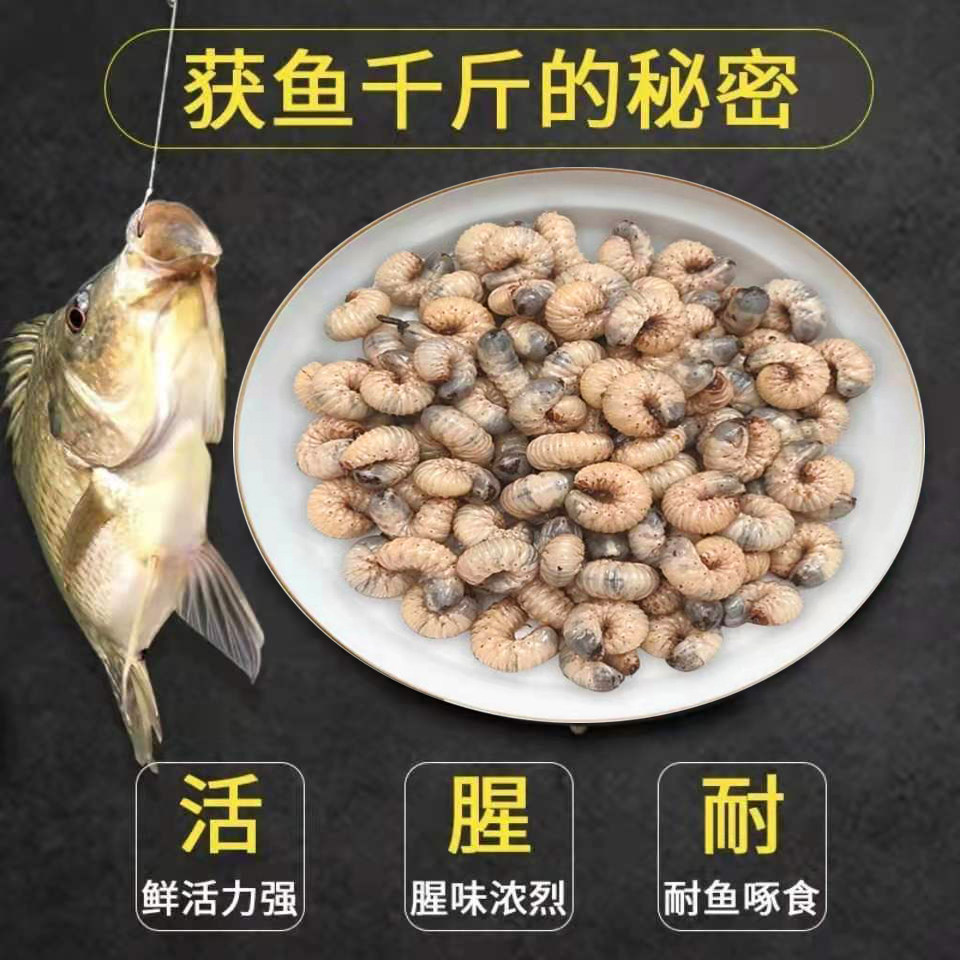 老母虫活虫蛴螬核桃虫白土蚕鱼饵野钓活体昆虫饵打窝钓大鱼草鲤鱼