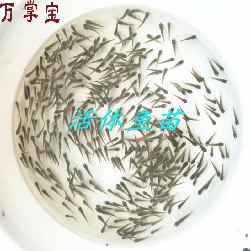 喂乌龟吃的小活鱼苗易养活鳄龟食物饲料鱼活的小型幼龟开口粮鲫鱼