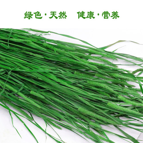 北提兔子干草烘干提摩西草有穗