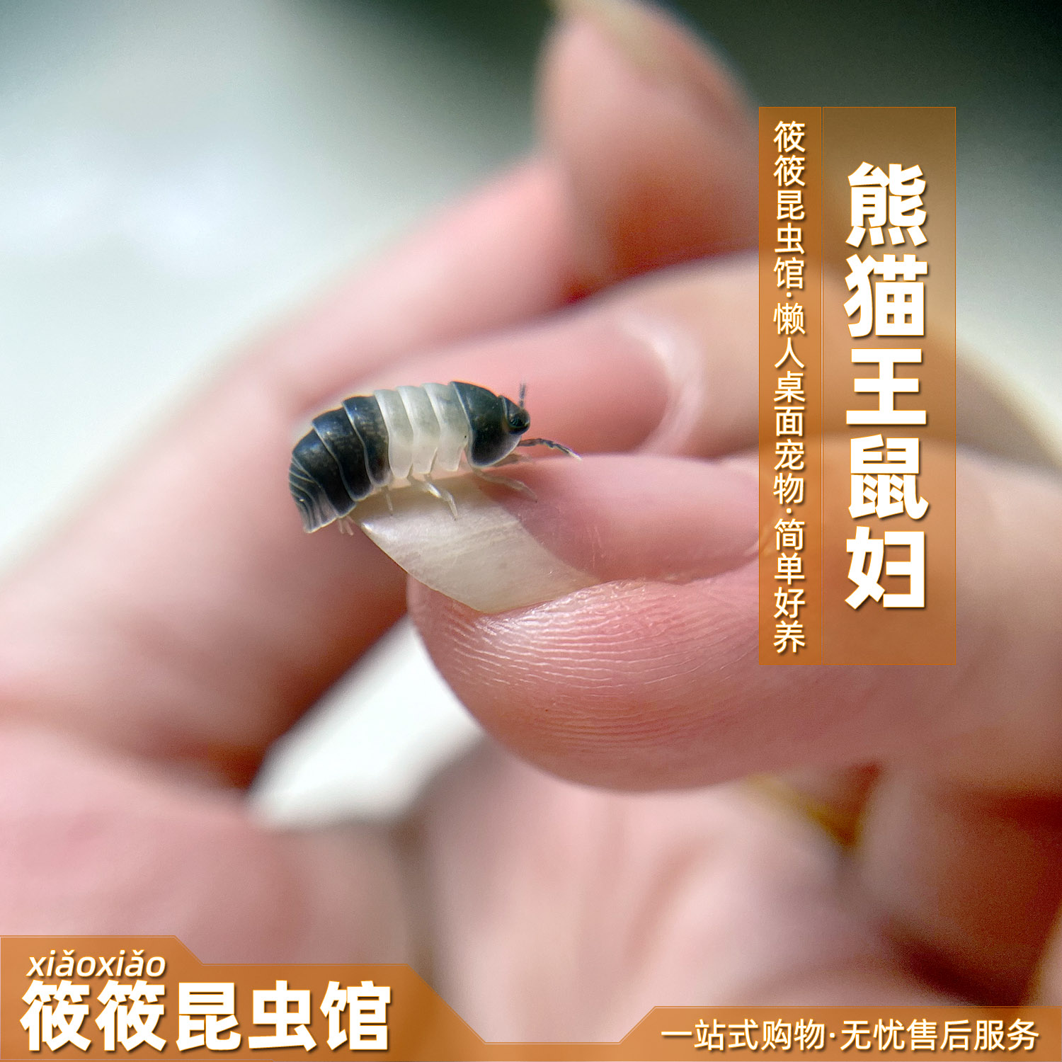 筱筱昆虫馆熊猫王鼠妇超萌好饲养