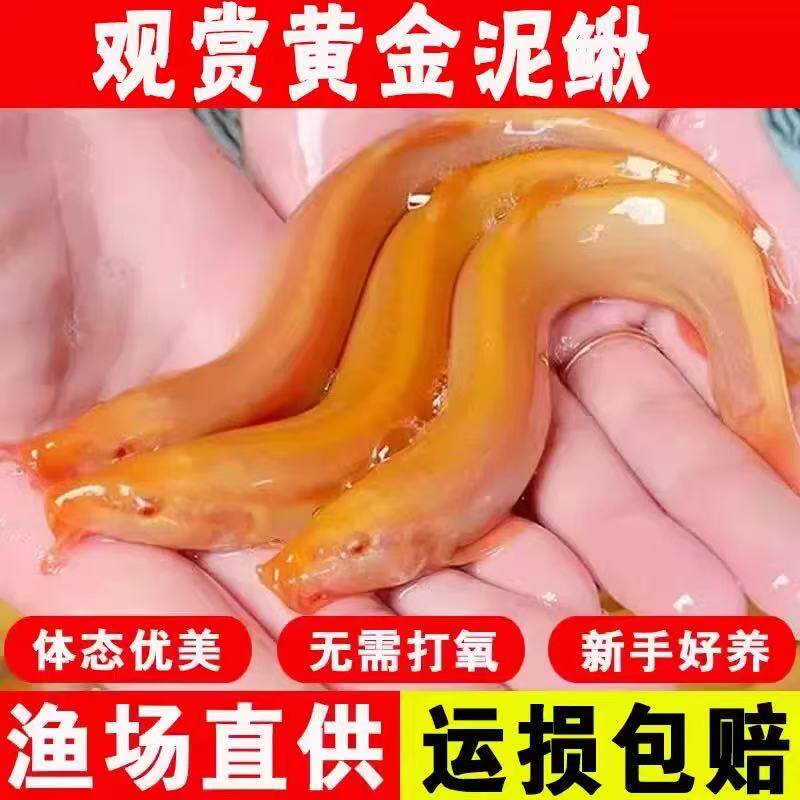 黄金泥鳅鱼苗冷水观赏鱼缸清道夫工具鱼金泥鳅淡水活体好养耐活鱼