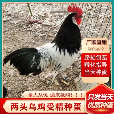 两头乌种蛋红色两头乌观赏鸡宠物鸡可孵化受精种蛋包纯种包受精率