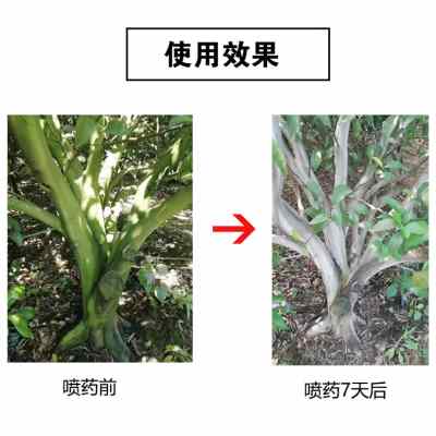 果树柚子 柑橘青苔清除剂 草坪水池除青苔 安全无臭 不伤花果嫩芽