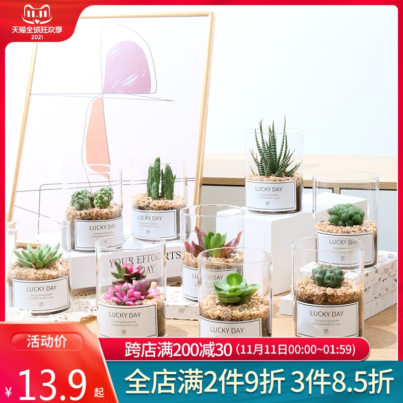 仙人掌盆栽室内桌面多肉植物仙人球万重山肉肉绿植小盆栽
