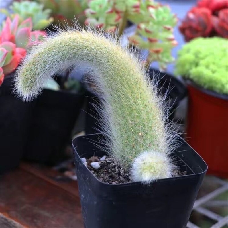 多肉植物仙人掌科仙人柱猴尾柱软多肉植物