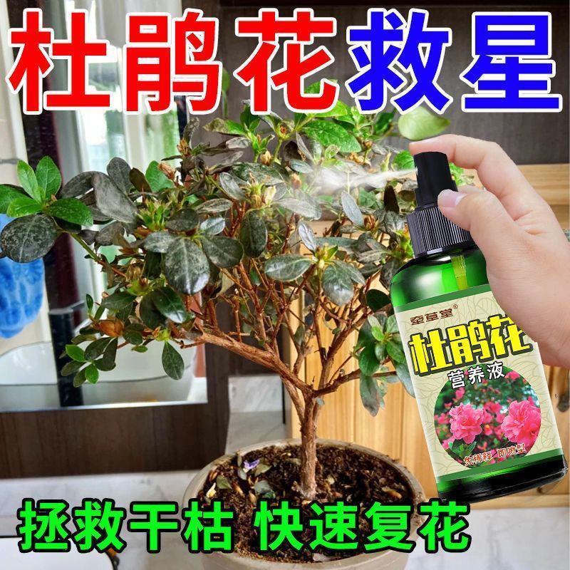 有机肥料花卉通用【杜鹃花怎么养殖】杜鹃花专用营养液叶枯病药促