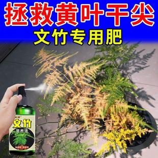 养花专用肥料文竹营养液水培土培绿植盆栽室内好养防叶子发黄干枯