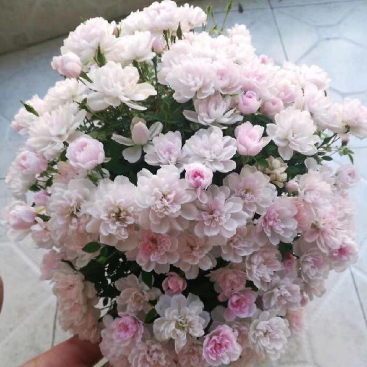 姬月季 姬乙女 高提根月季盆景 盆栽开花机器