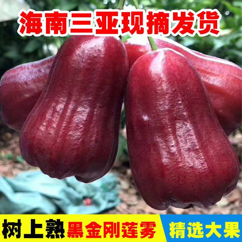 【精品礼盒装】海南黑金刚精品大果莲雾大果孕妇水果新鲜现摘现发