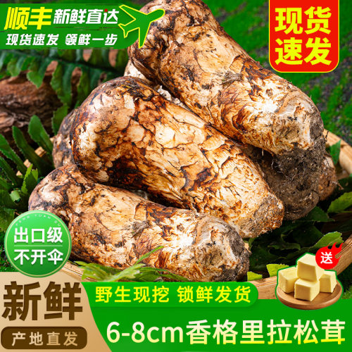 正宗香格里拉新鲜松茸官方旗舰店