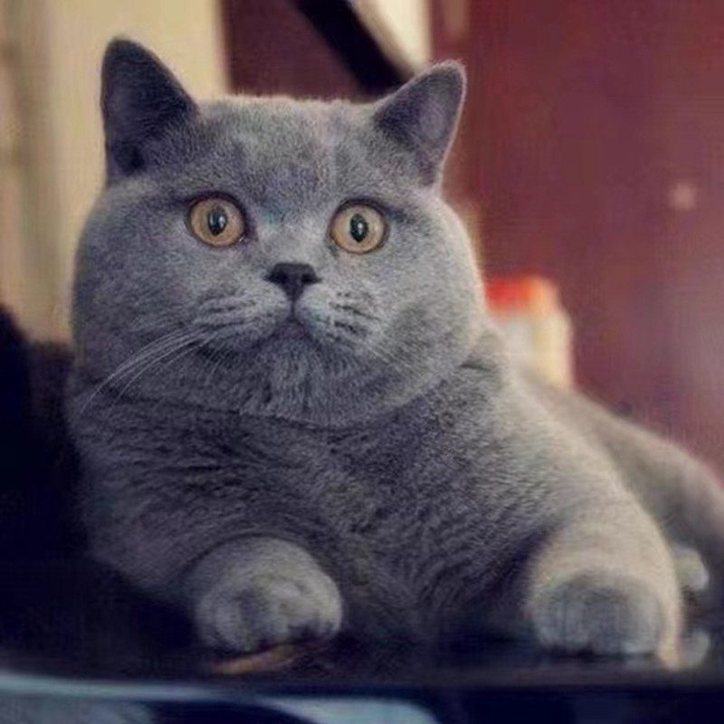 纯种英国短毛猫矮脚蓝胖子蓝猫折耳蓝白幼崽活体渐层猫活物小猫咪