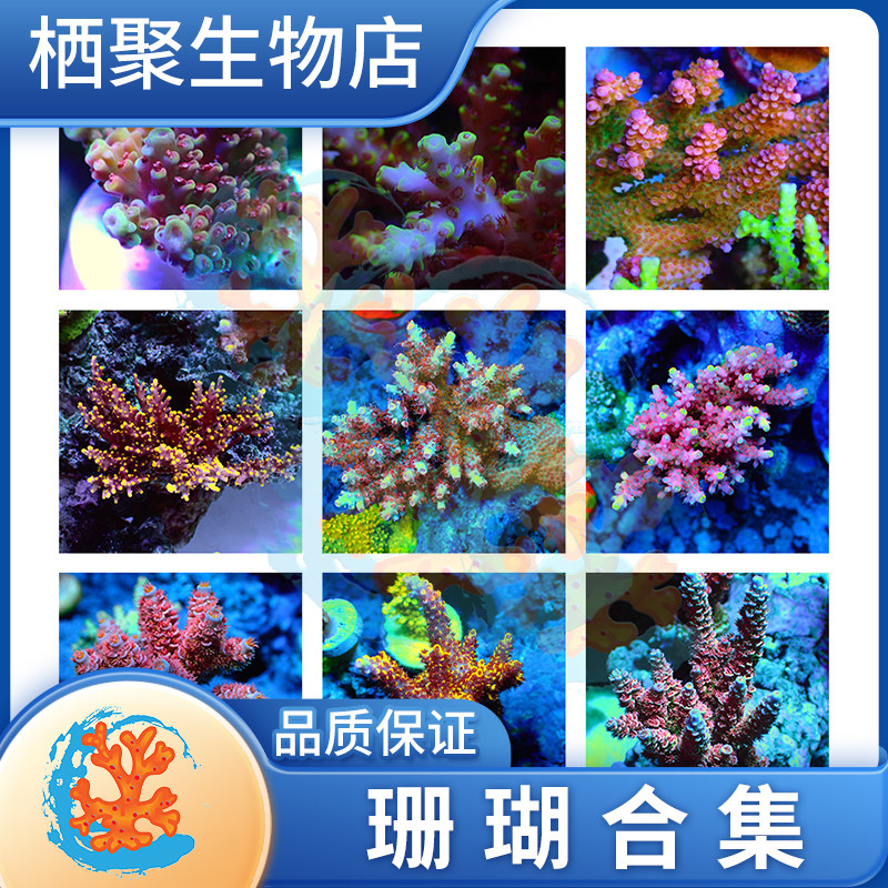 SPS珊瑚断枝硬骨珊瑚断肢猫骨好养长枝叠瓦海水活体珊瑚南太绿鸟