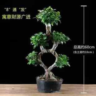 金钱榕盆栽绿植花卉大8字老桩造型s弯摇钱树植物小叶人参榕树盆景