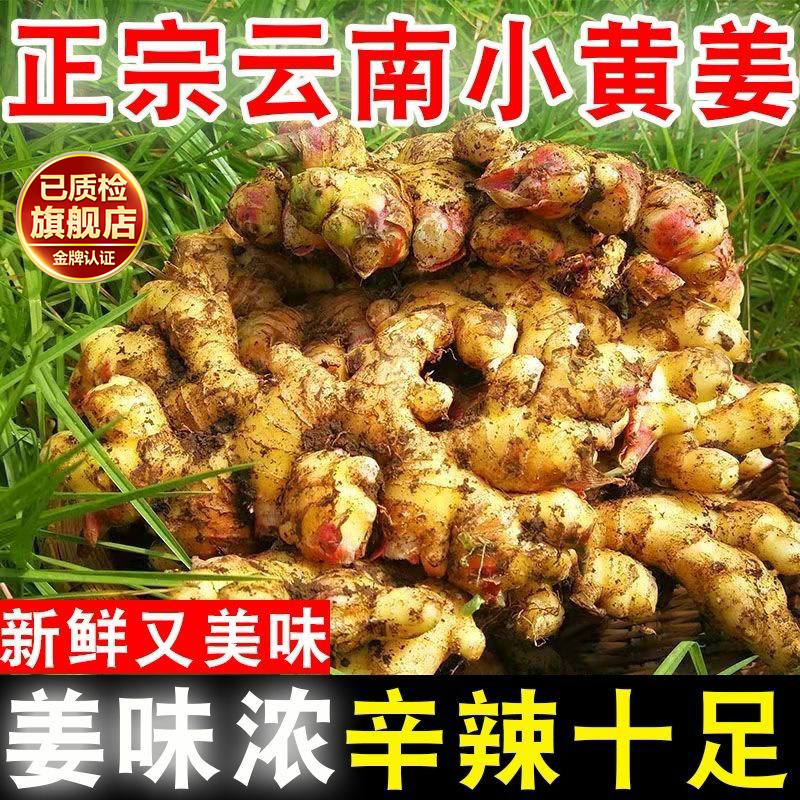 正宗云南小黄姜旗舰店现挖老姜高山沙姜嫩姜农家自种食用月子姜